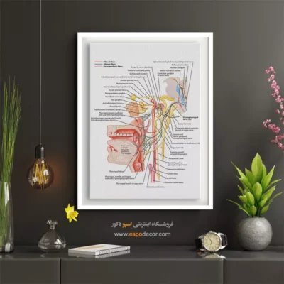 تابلو آناتومی - اسپو دکور