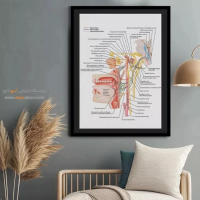تابلو آناتومی - اسپو دکور