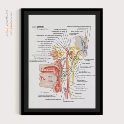 تابلو آناتومی - اسپو دکور