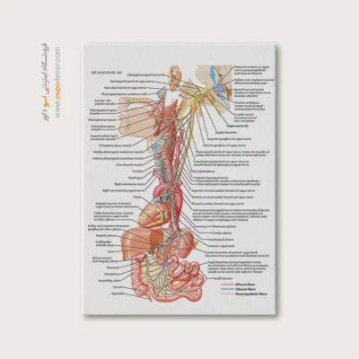تابلو آناتومی - اسپو دکور