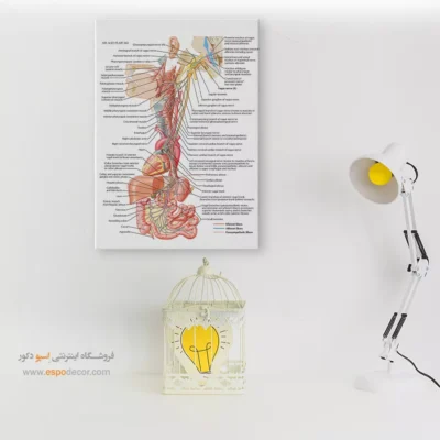 تابلو آناتومی - اسپو دکور