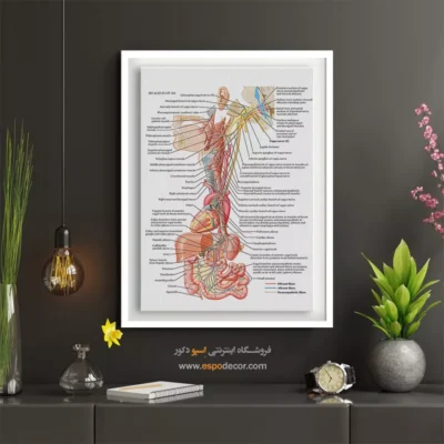 تابلو آناتومی - اسپو دکور