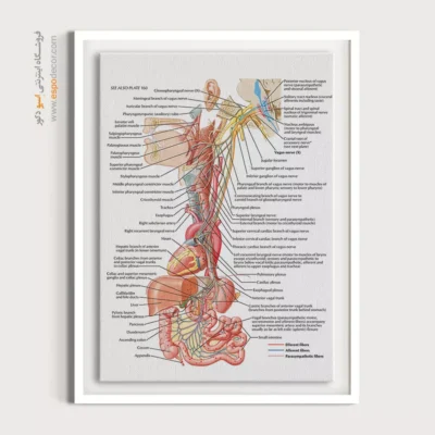 تابلو آناتومی - اسپو دکور