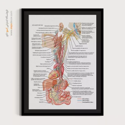 تابلو آناتومی - اسپو دکور