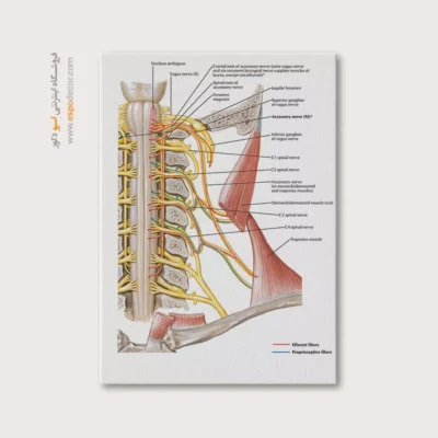 تابلو آناتومی - اسپو دکور