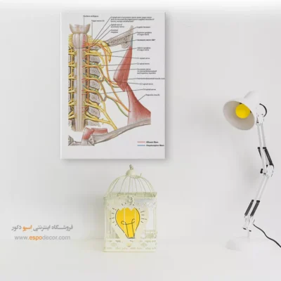 تابلو آناتومی - اسپو دکور
