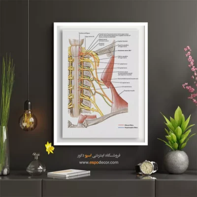 تابلو آناتومی - اسپو دکور