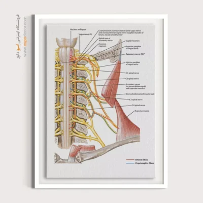 تابلو آناتومی - اسپو دکور