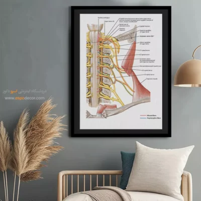 تابلو آناتومی - اسپو دکور