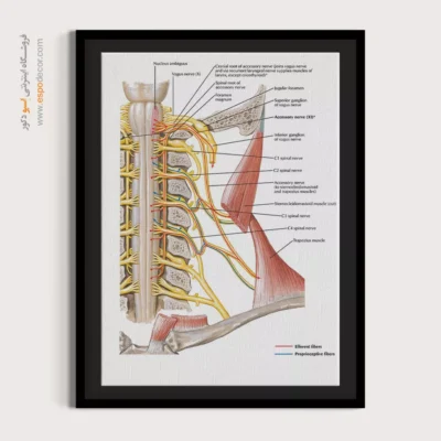تابلو آناتومی - اسپو دکور