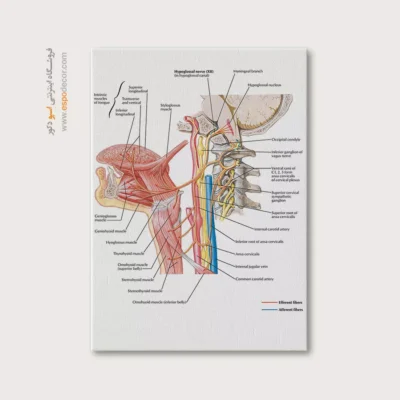 تابلو آناتومی - اسپو دکور