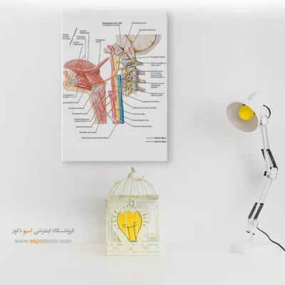 تابلو آناتومی - اسپو دکور