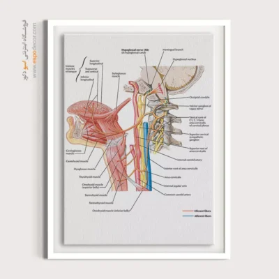 تابلو آناتومی - اسپو دکور
