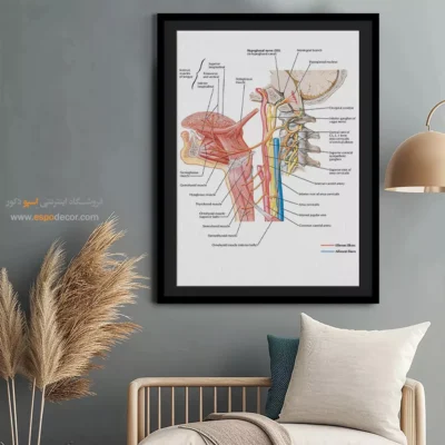 تابلو آناتومی - اسپو دکور