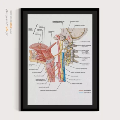 تابلو آناتومی - اسپو دکور