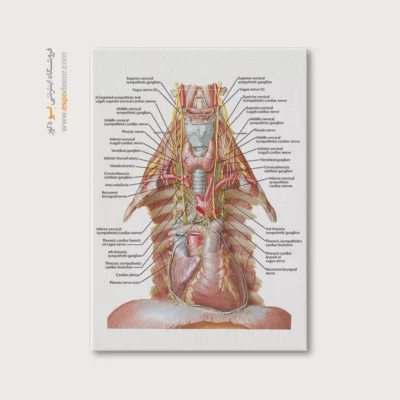 تابلو آناتومی - اسپو دکور