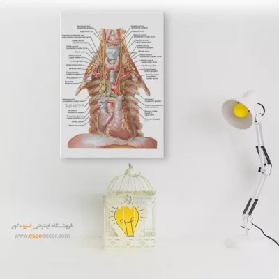 تابلو آناتومی - اسپو دکور