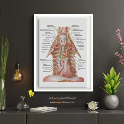 تابلو آناتومی - اسپو دکور
