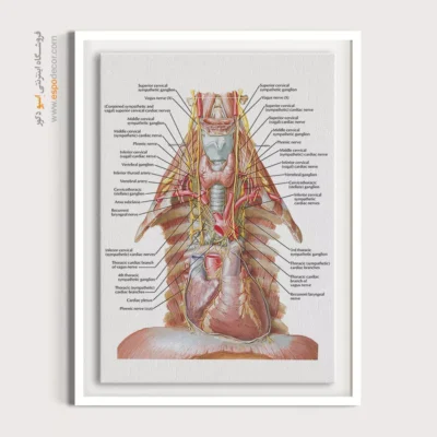 تابلو آناتومی - اسپو دکور