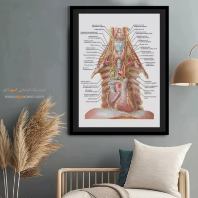 تابلو آناتومی - اسپو دکور