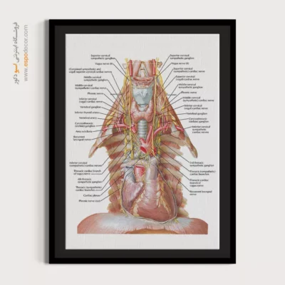 تابلو آناتومی - اسپو دکور