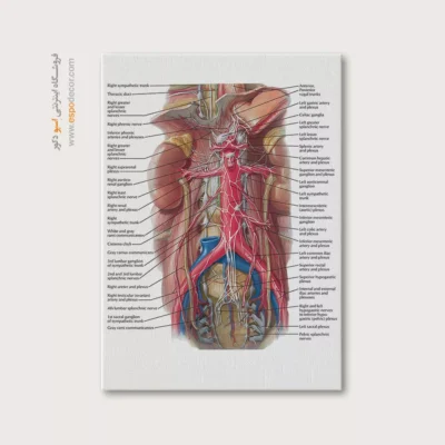 تابلو آناتومی - اسپو دکور