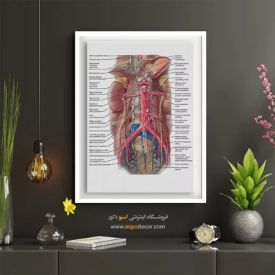 تابلو آناتومی - اسپو دکور