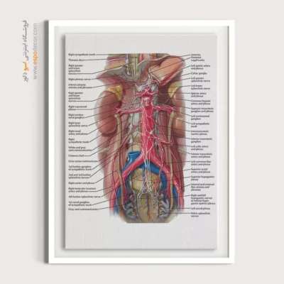 تابلو آناتومی - اسپو دکور