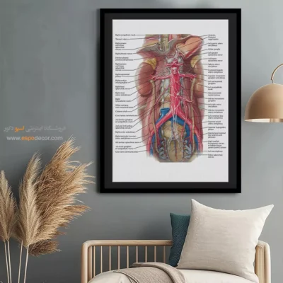 تابلو آناتومی - اسپو دکور