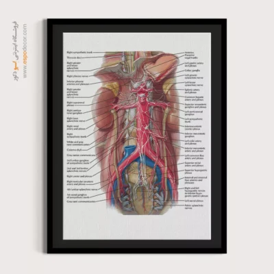 تابلو آناتومی - اسپو دکور