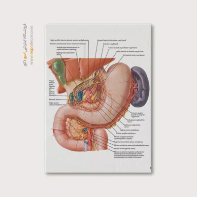 تابلو آناتومی - اسپو دکور