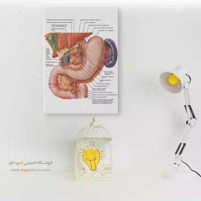 تابلو آناتومی - اسپو دکور