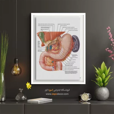 تابلو آناتومی - اسپو دکور