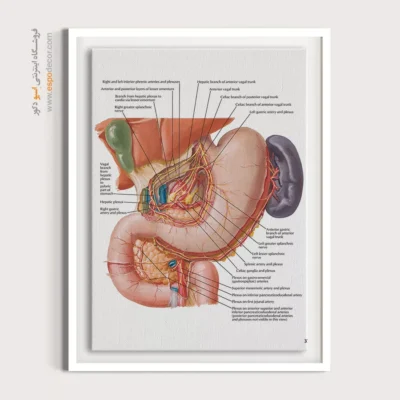 تابلو آناتومی - اسپو دکور