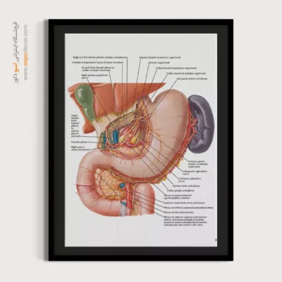 تابلو آناتومی - اسپو دکور