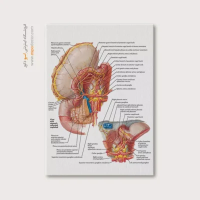 تابلو آناتومی - اسپو دکور