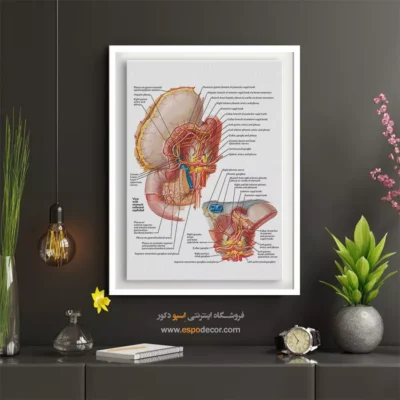 تابلو آناتومی - اسپو دکور