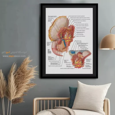 تابلو آناتومی - اسپو دکور
