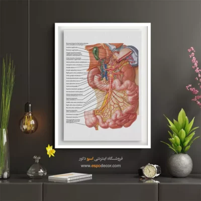 تابلو آناتومی - اسپو دکور