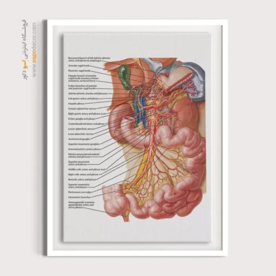تابلو آناتومی - اسپو دکور