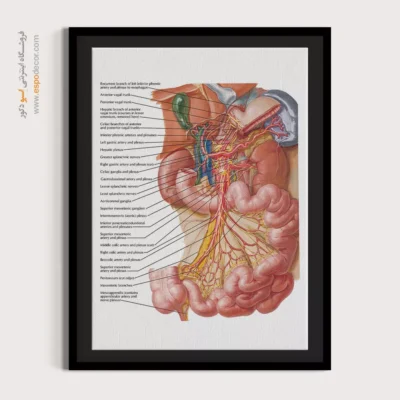 تابلو آناتومی - اسپو دکور