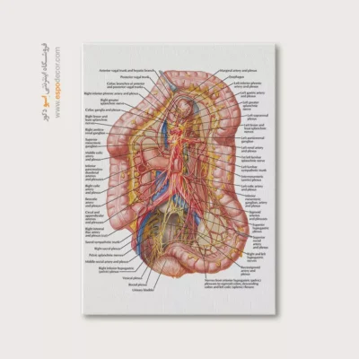 تابلو آناتومی - اسپو دکور