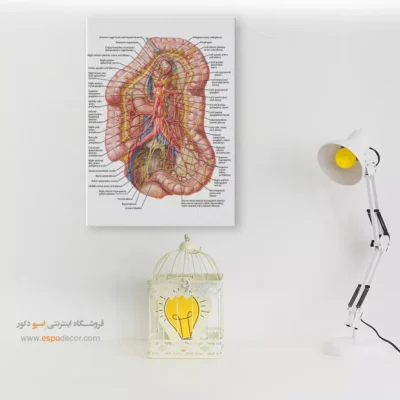 تابلو آناتومی - اسپو دکور