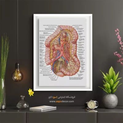 تابلو آناتومی - اسپو دکور