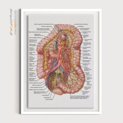 تابلو آناتومی - اسپو دکور