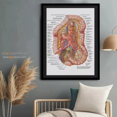تابلو آناتومی - اسپو دکور