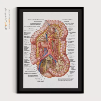 تابلو آناتومی - اسپو دکور