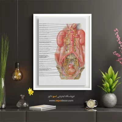 تابلو آناتومی - اسپو دکور