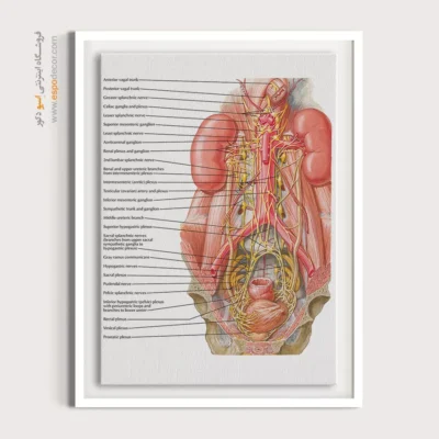 تابلو آناتومی - اسپو دکور