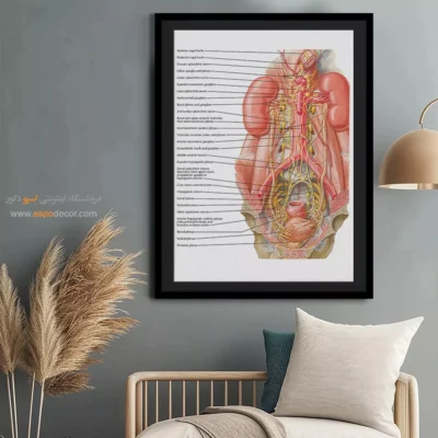 تابلو آناتومی - اسپو دکور